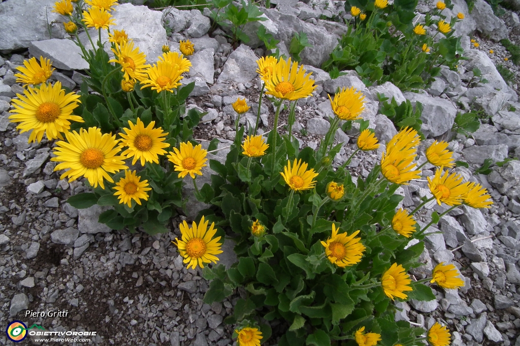 72 Doronicum grandiflorum.JPG